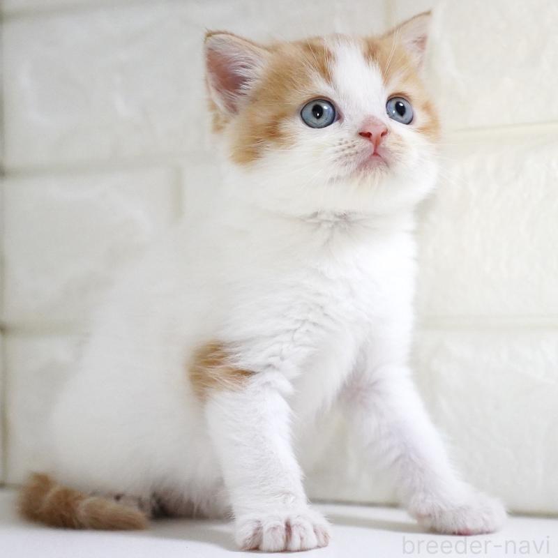 販売中の愛知県のスコティッシュフォールド-133331の3枚目