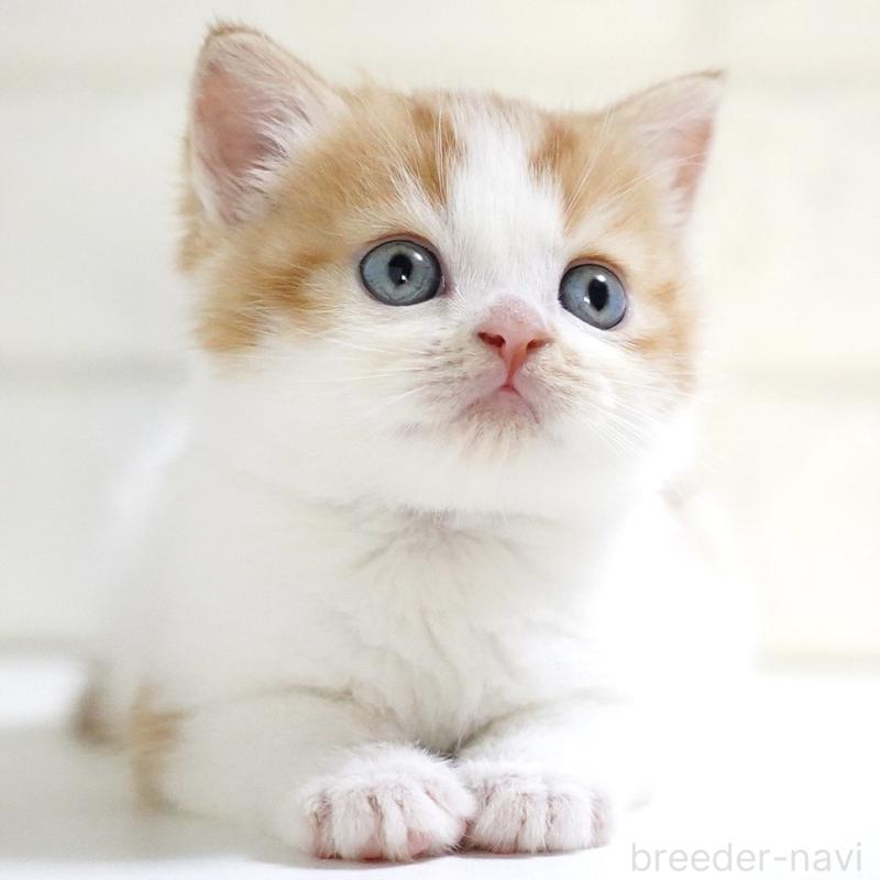 販売中の愛知県のスコティッシュフォールド-133331の2枚目