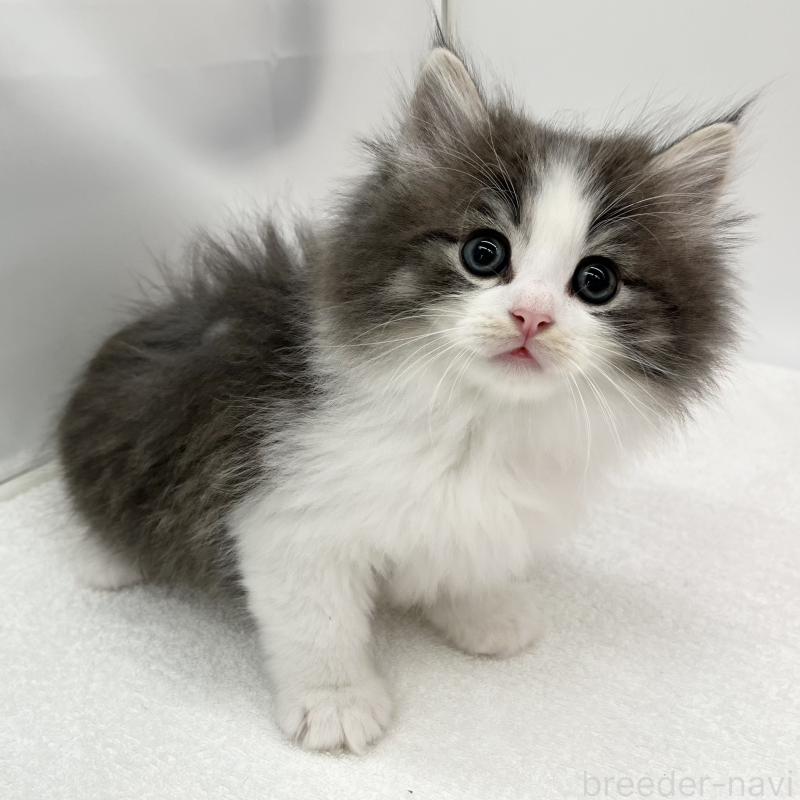 販売中の愛知県のノルウェージャンフォレストキャット-133456の5枚目