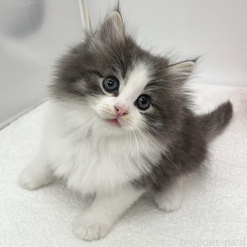 販売中の愛知県のノルウェージャンフォレストキャット-133456の4枚目