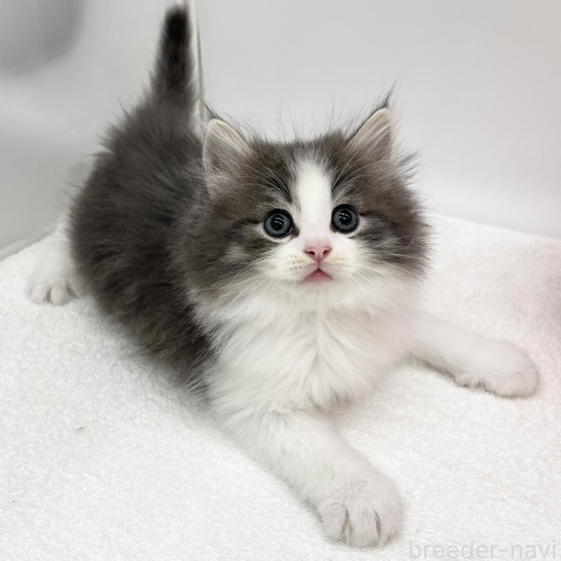 販売中の愛知県のノルウェージャンフォレストキャット-133456