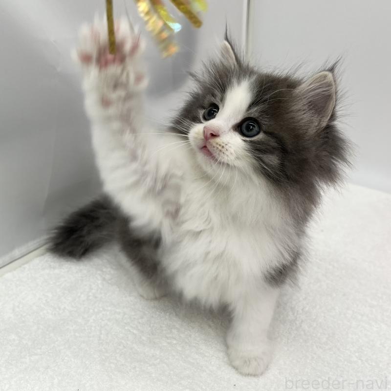 販売中の愛知県のノルウェージャンフォレストキャット-133456の3枚目