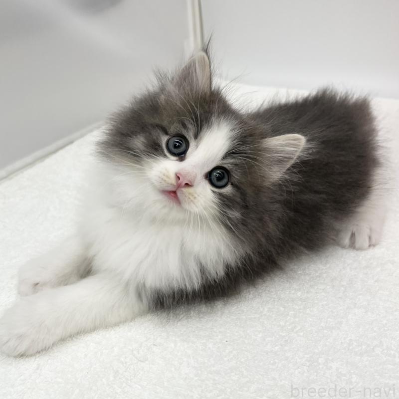 販売中の愛知県のノルウェージャンフォレストキャット-133456の2枚目