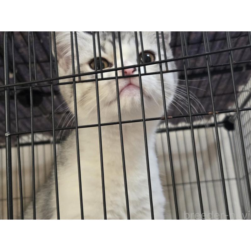 成約済の広島県のスコティッシュフォールド-128760の4枚目