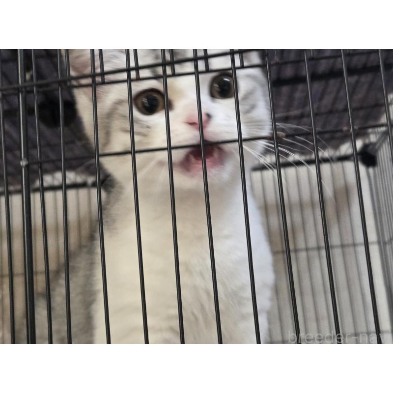 成約済の広島県のスコティッシュフォールド-128760の3枚目