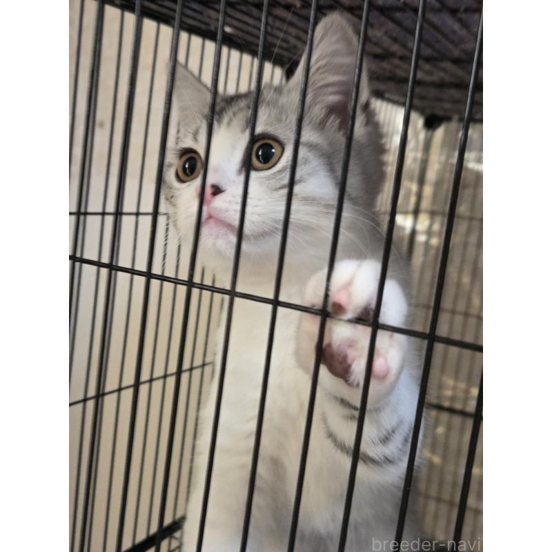 成約済の広島県のスコティッシュフォールド-128760の2枚目