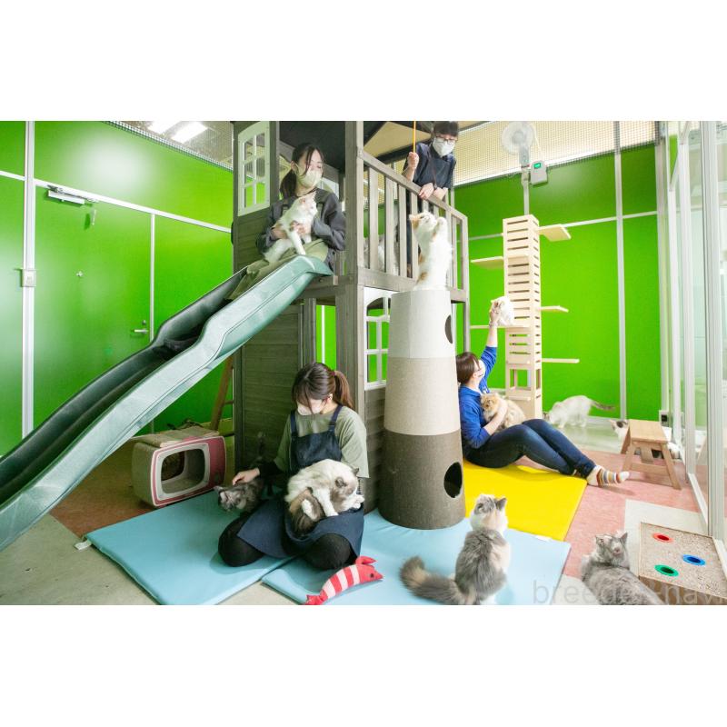 販売中の神奈川県のノルウェージャンフォレストキャット-130142の3枚目