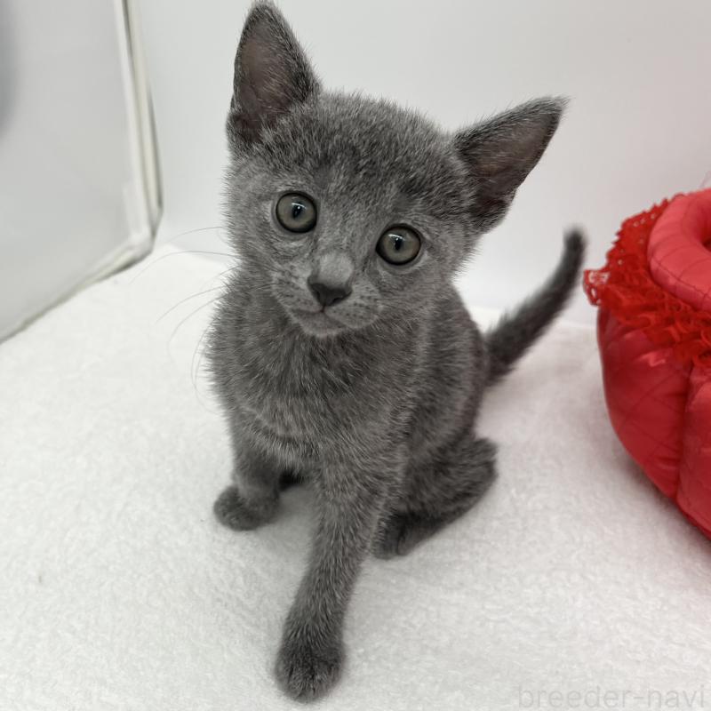 販売中の愛知県のロシアンブルー-133457