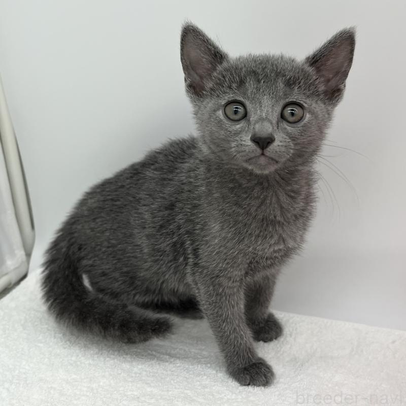 販売中の愛知県のロシアンブルー-133457の5枚目