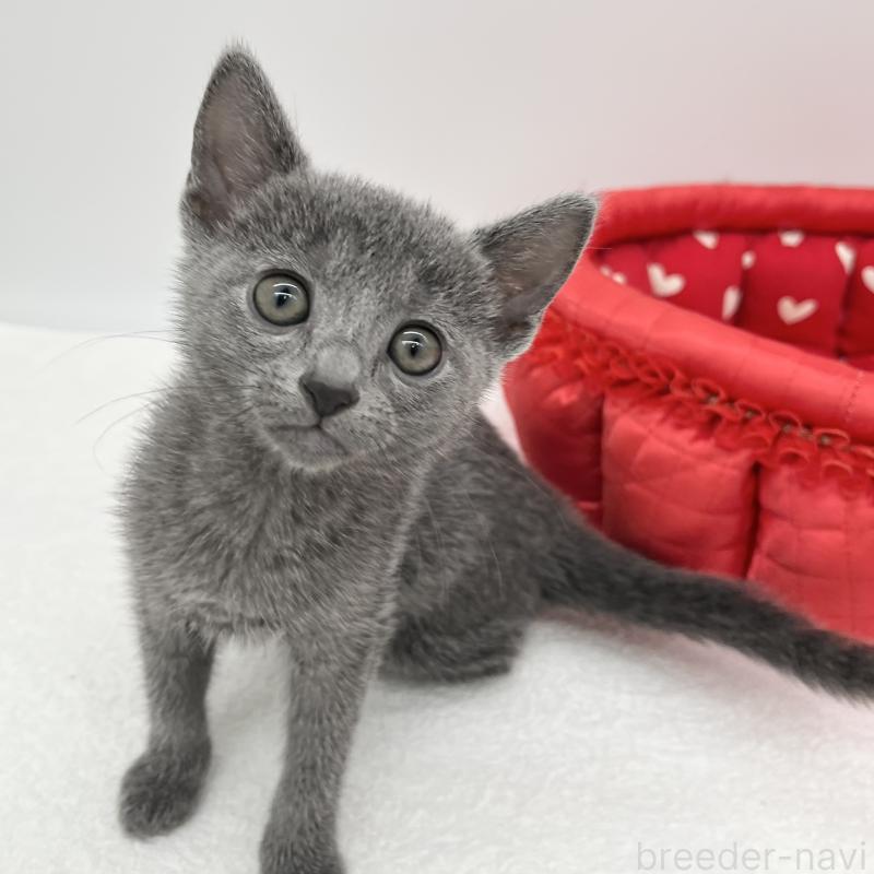 販売中の愛知県のロシアンブルー-133457の4枚目