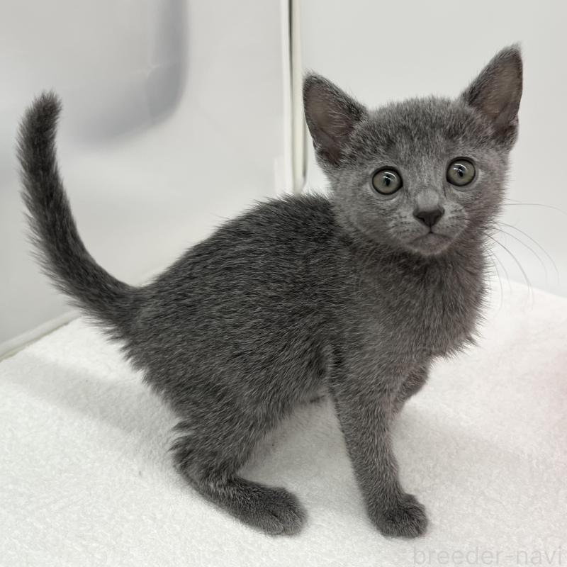 販売中の愛知県のロシアンブルー-133457の3枚目