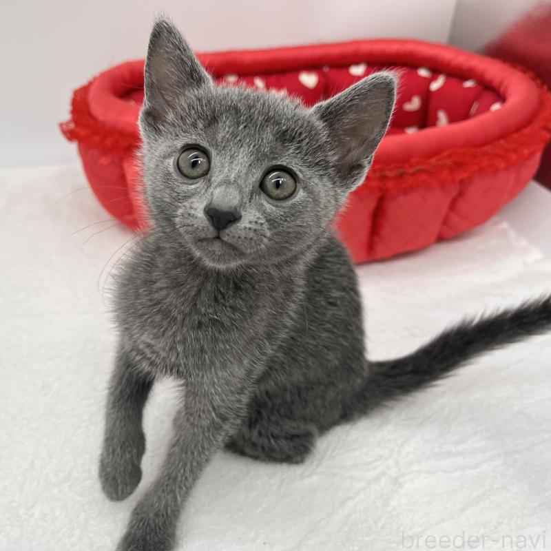 販売中の愛知県のロシアンブルー-133457の2枚目