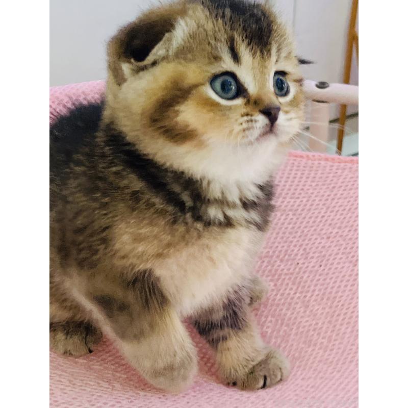 販売中の福岡県のスコティッシュフォールド(折れ耳)-133207の9枚目