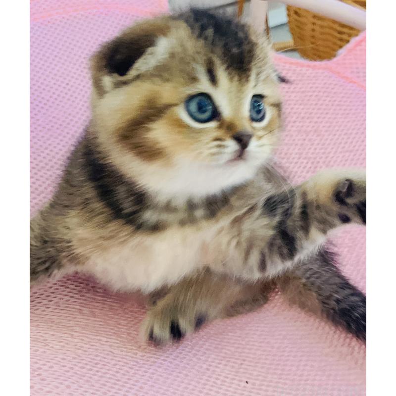 販売中の福岡県のスコティッシュフォールド(折れ耳)-133207の8枚目