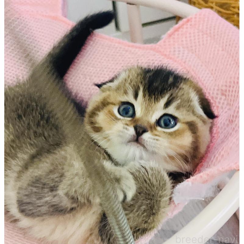 販売中の福岡県のスコティッシュフォールド(折れ耳)-133207の7枚目