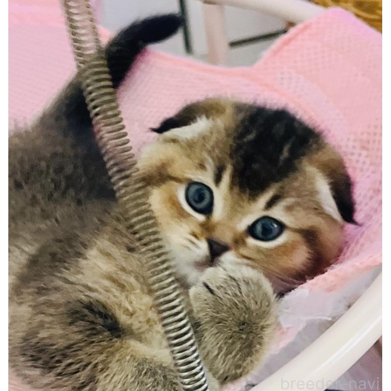 販売中の福岡県のスコティッシュフォールド(折れ耳)-133207の6枚目