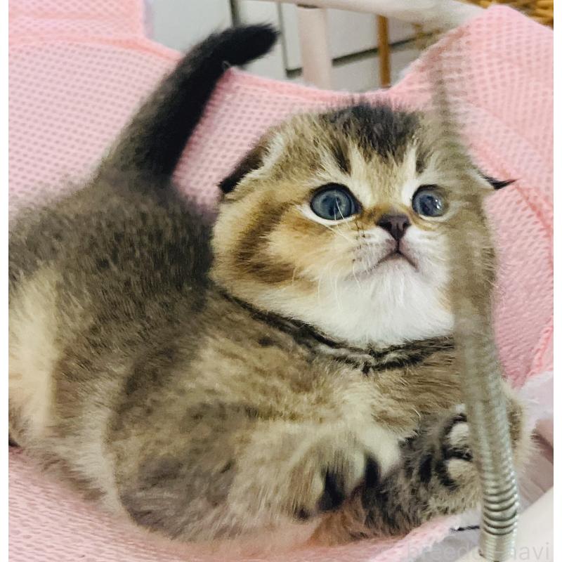 販売中の福岡県のスコティッシュフォールド(折れ耳)-133207の5枚目