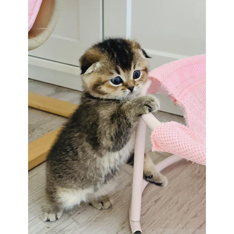 販売中の福岡県のスコティッシュフォールド(折れ耳)-133207の4枚目