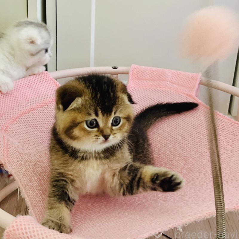 販売中の福岡県のスコティッシュフォールド(折れ耳)-133207の3枚目