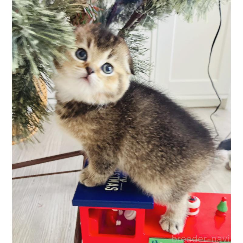 販売中の福岡県のスコティッシュフォールド(折れ耳)-133207の2枚目