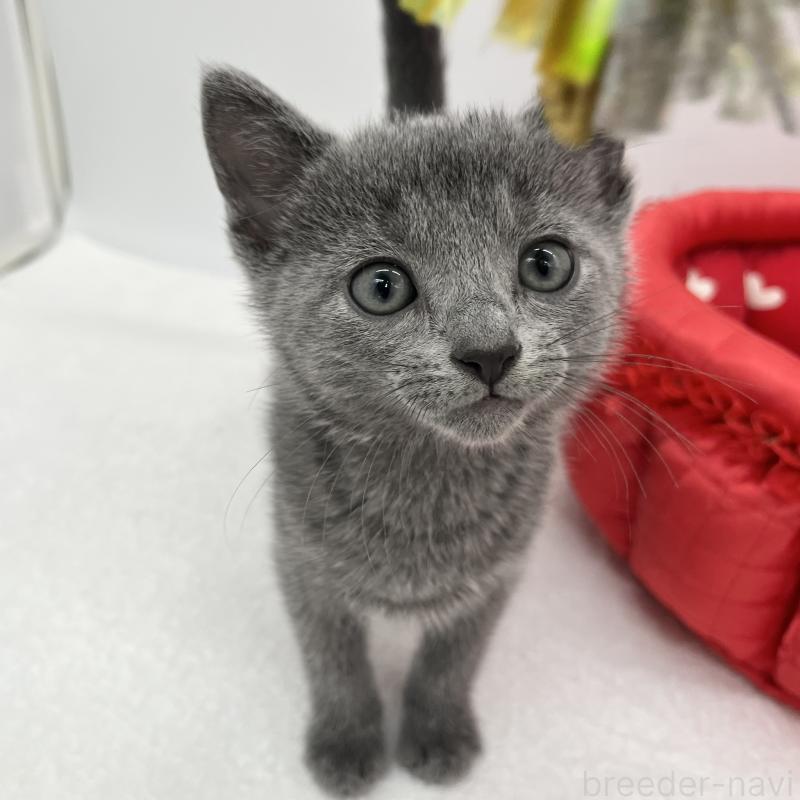 販売中の愛知県のロシアンブルー-133458の5枚目