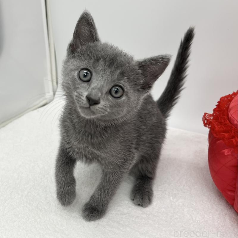 販売中の愛知県のロシアンブルー-133458の4枚目