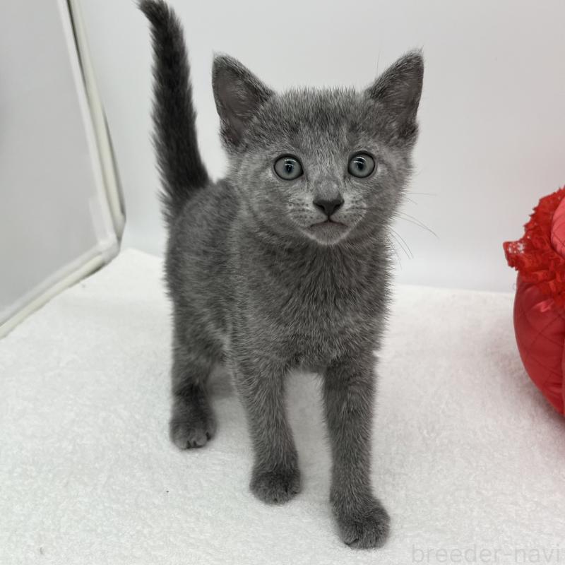 販売中の愛知県のロシアンブルー-133458の3枚目