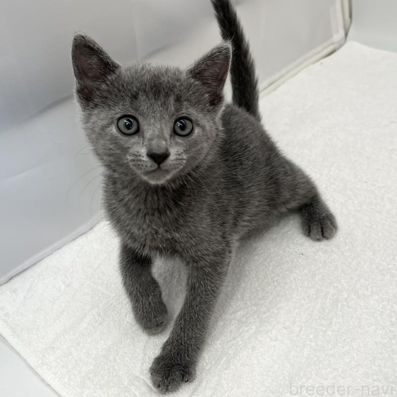 販売中の愛知県のロシアンブルー-133458