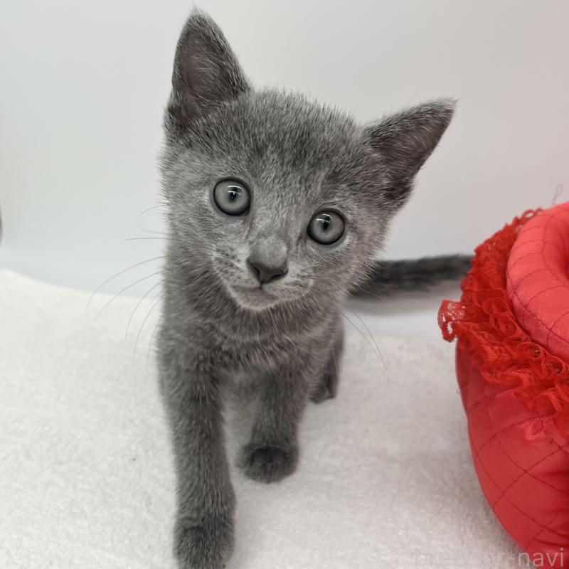 販売中の愛知県のロシアンブルー-133458の2枚目