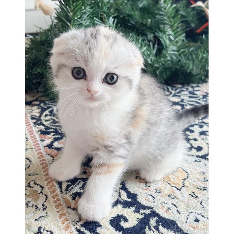 成約済の福岡県のスコティッシュフォールド(折れ耳)-133206の9枚目