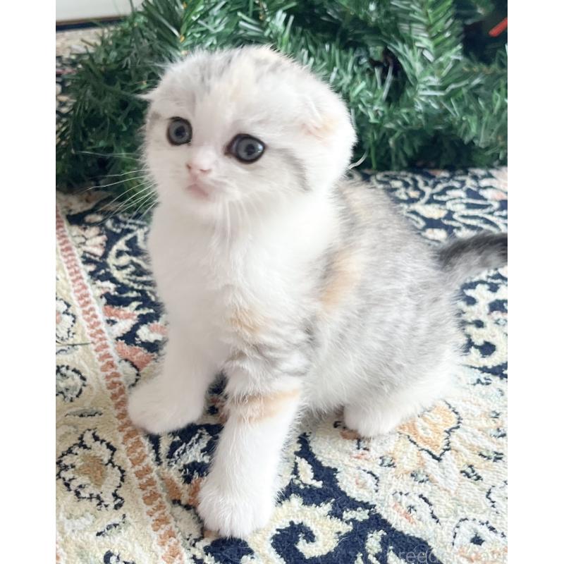 成約済の福岡県のスコティッシュフォールド(折れ耳)-133206の8枚目