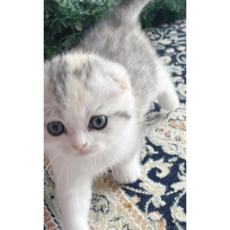 成約済の福岡県のスコティッシュフォールド(折れ耳)-133206の7枚目