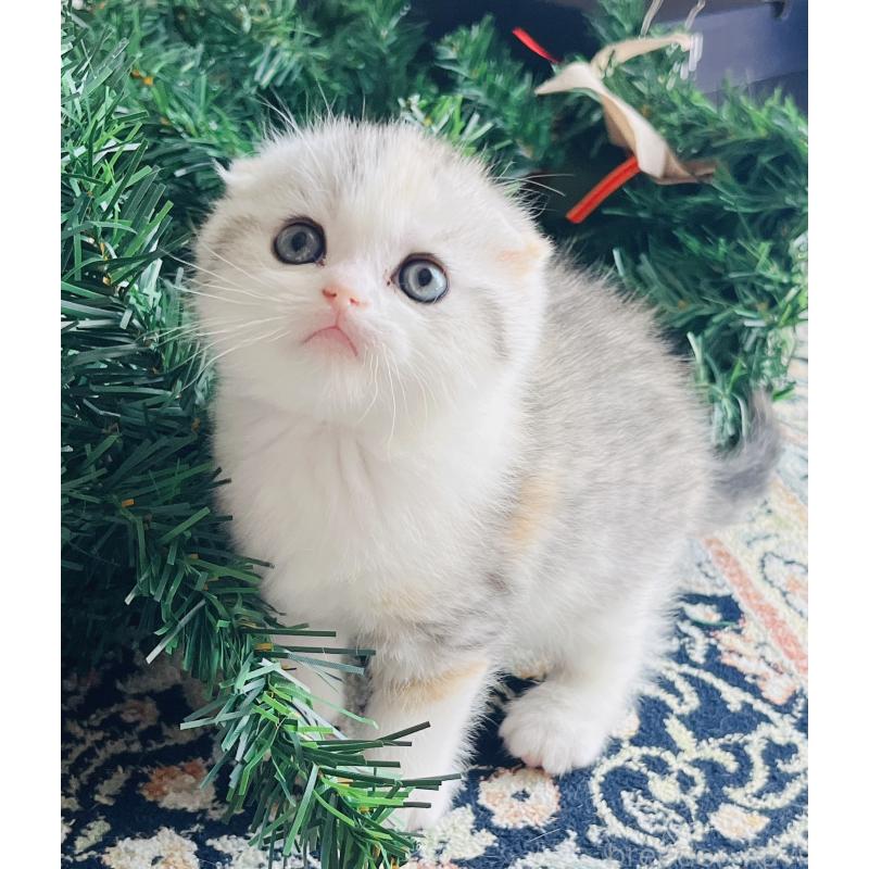 成約済の福岡県のスコティッシュフォールド(折れ耳)-133206の6枚目