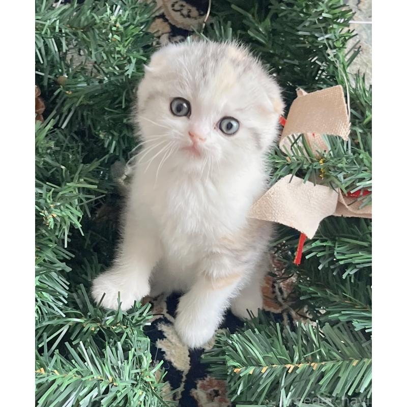 成約済の福岡県のスコティッシュフォールド(折れ耳)-133206の5枚目