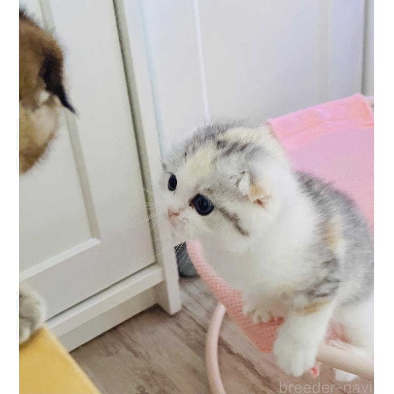 成約済の福岡県のスコティッシュフォールド(折れ耳)-133206の4枚目