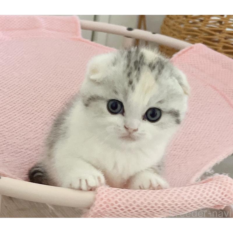 成約済の福岡県のスコティッシュフォールド(折れ耳)-133206の3枚目