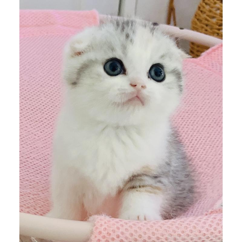 成約済の福岡県のスコティッシュフォールド(折れ耳)-133206の2枚目