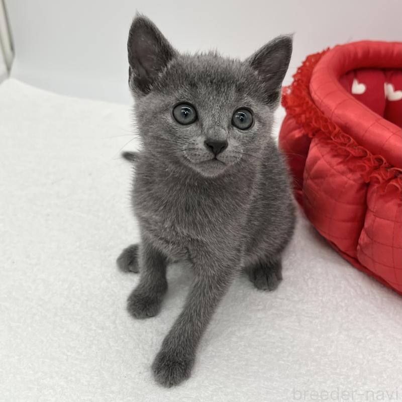 販売中の愛知県のロシアンブルー-133459