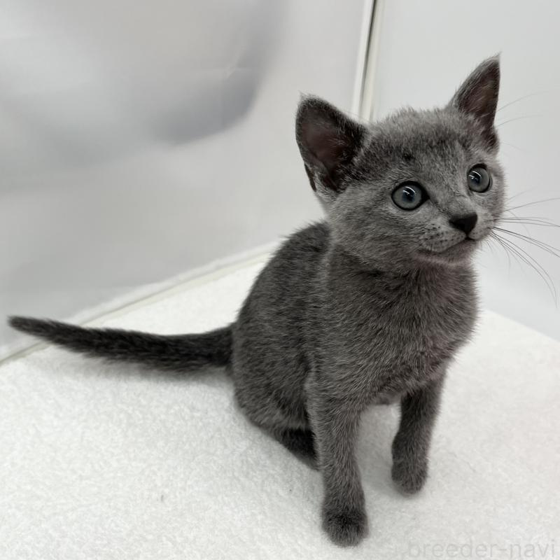 販売中の愛知県のロシアンブルー-133459の5枚目