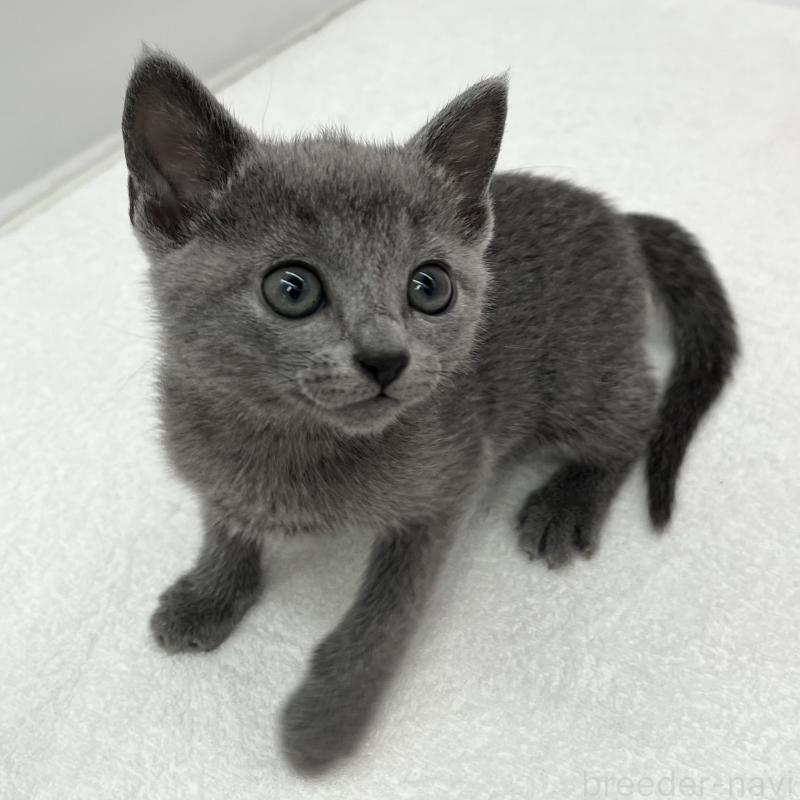 販売中の愛知県のロシアンブルー-133459の4枚目