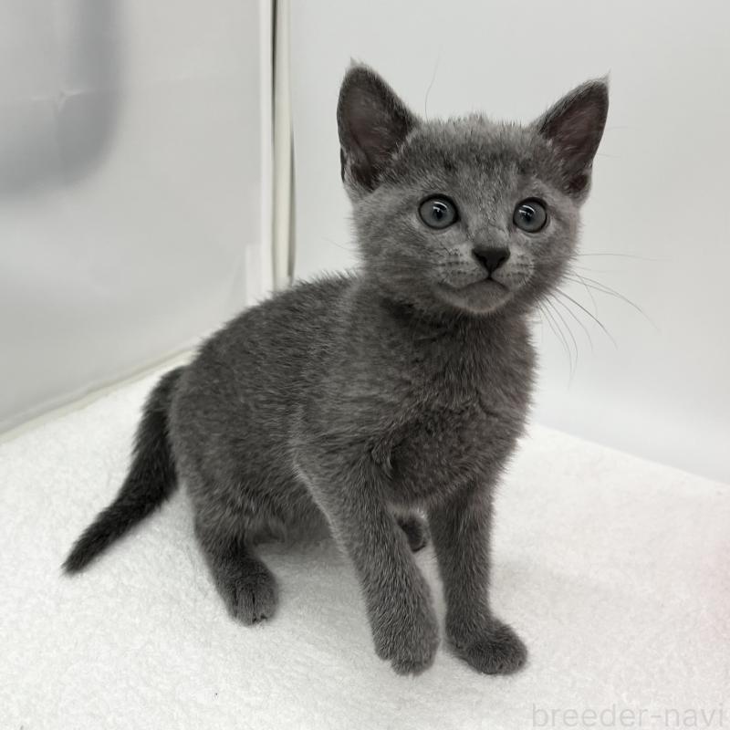 販売中の愛知県のロシアンブルー-133459の3枚目