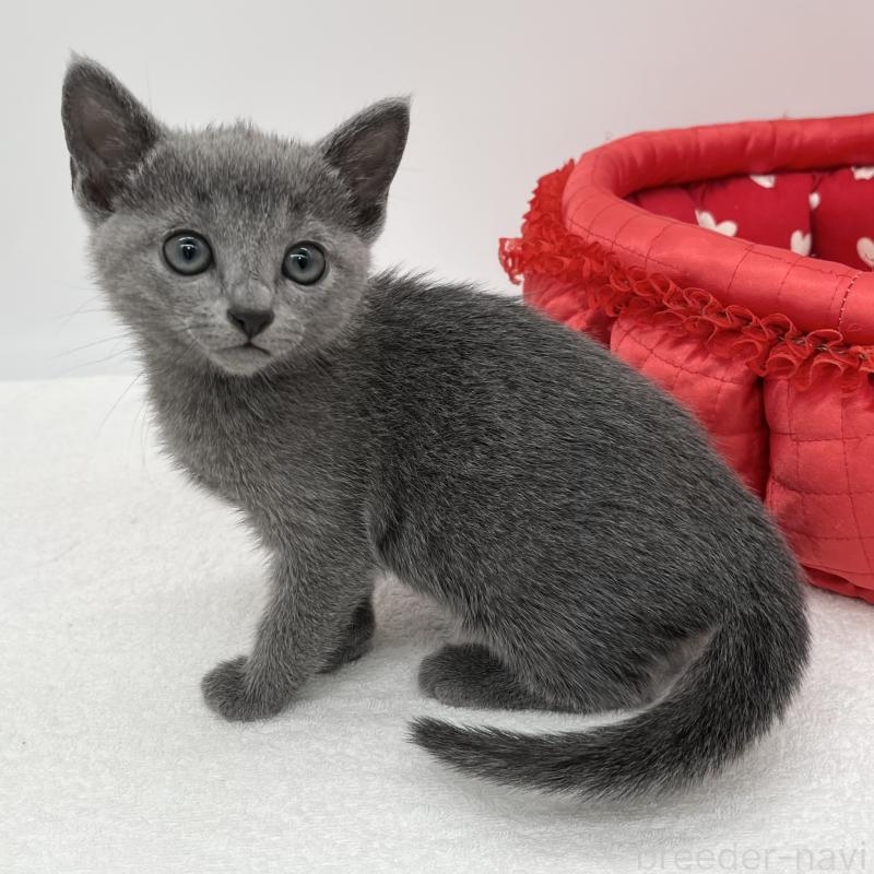 販売中の愛知県のロシアンブルー-133459の2枚目