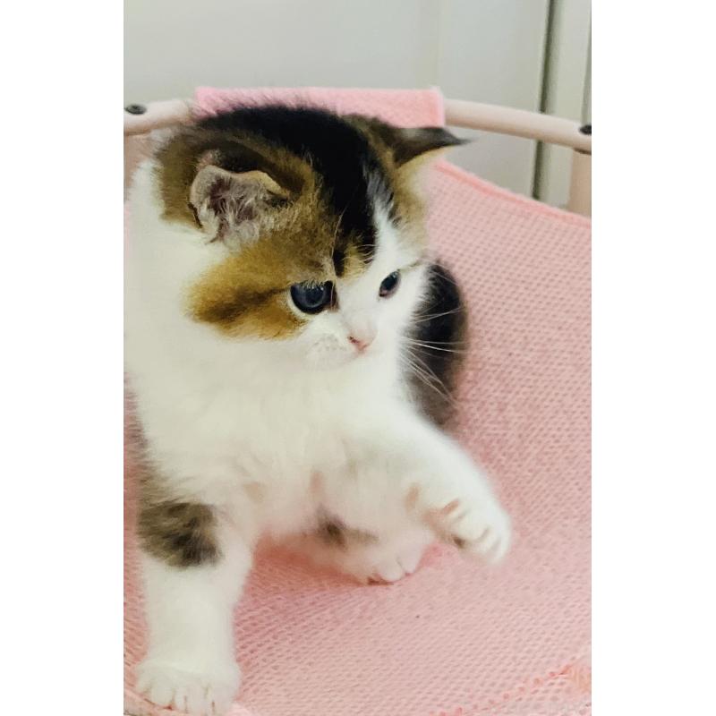 成約済の福岡県のスコティッシュフォールド-133204の50枚目