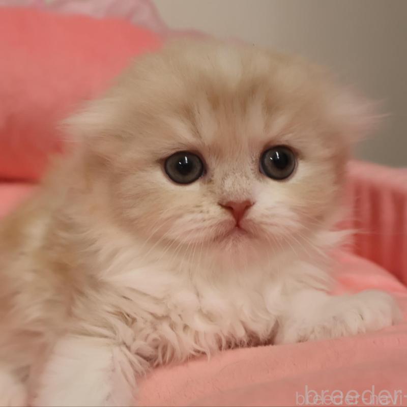 販売中の東京都のスコティッシュフォールド(折れ耳)-133461