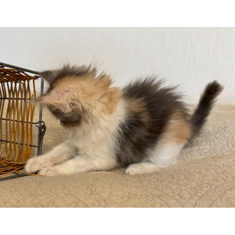 販売中の大阪府のメインクーン-133465の4枚目