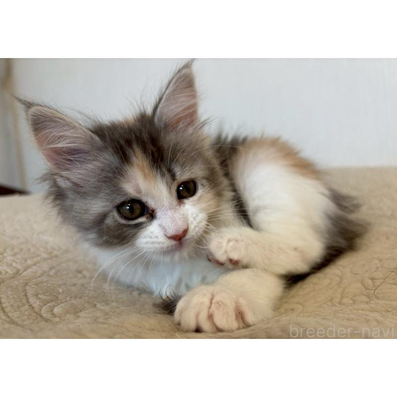 販売中の大阪府のメインクーン-133465の3枚目