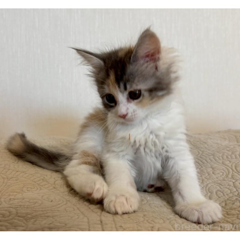 販売中の大阪府のメインクーン-133465の2枚目