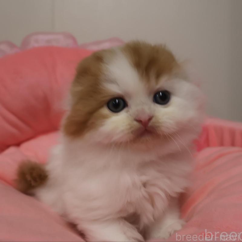 販売中の東京都のスコティッシュフォールド(折れ耳)-133462