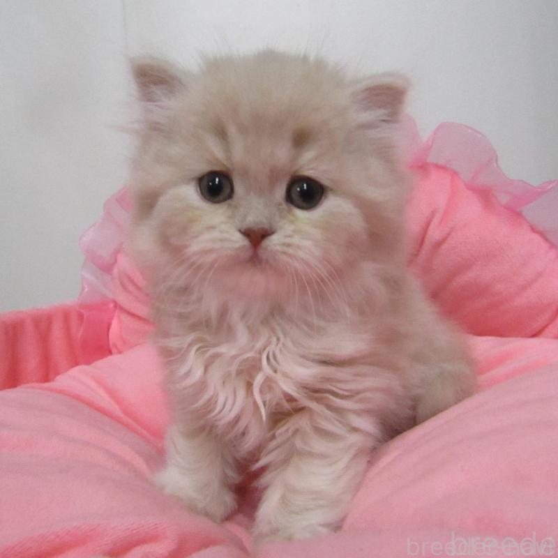 販売中の東京都のスコティッシュフォールド-133463