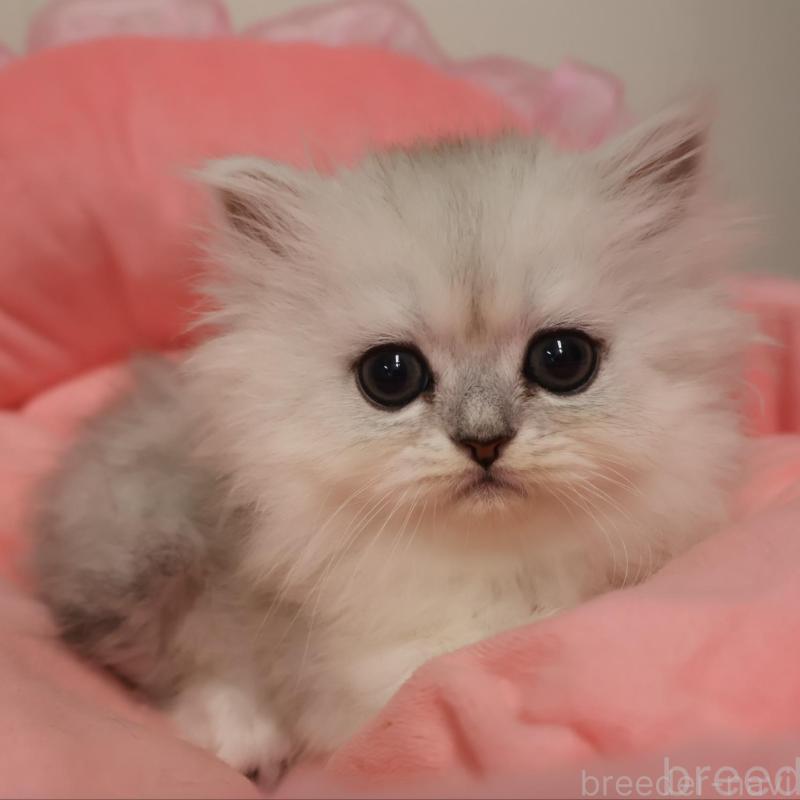 販売中の東京都のペルシャ(チンチラ)-133464